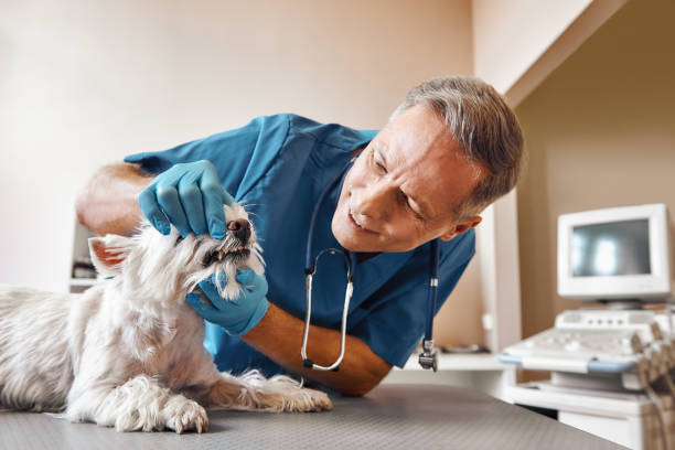 Best Same-Day Emergency Dental Services in Eastlake, OH